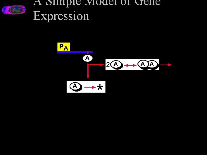 A Simple Model of Gene Expression 