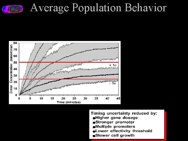 Average Population Behavior 