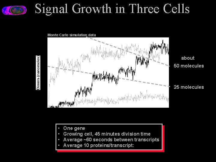 Signal Growth in Three Cells Monte Carlo simulation data about 50 molecules 25 molecules
