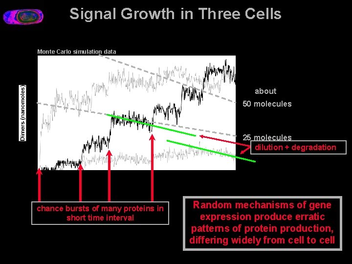 Signal Growth in Three Cells Monte Carlo simulation data about 50 molecules 25 molecules