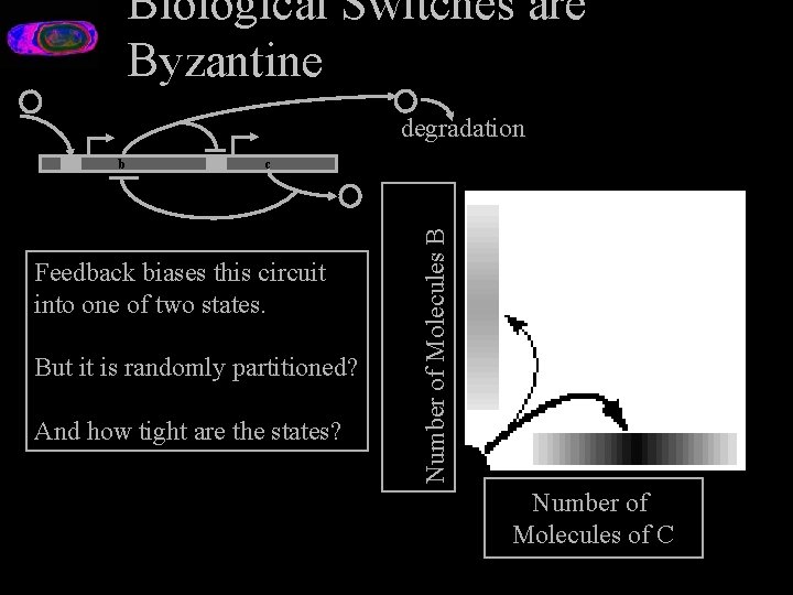 Biological Switches are Byzantine B A degradation b c Feedback biases this circuit into