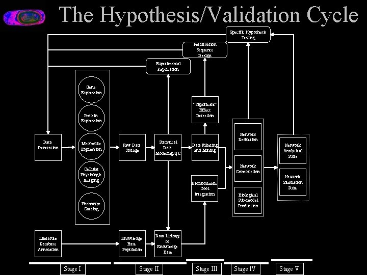 The Hypothesis/Validation Cycle Specific Hypothesis Testing Perturbation Sequence Design Experimental Replication Gene Expression “Significant”
