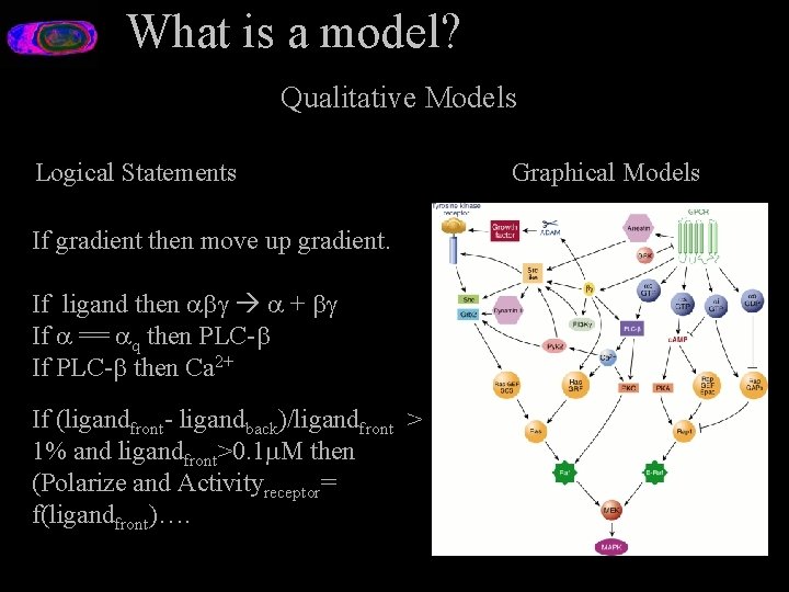 What is a model? Qualitative Models Logical Statements If gradient then move up gradient.