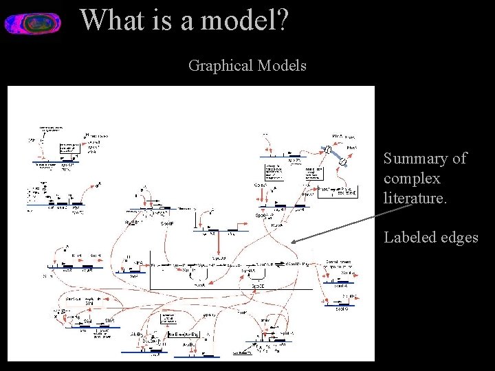 What is a model? Graphical Models Summary of complex literature. Labeled edges 