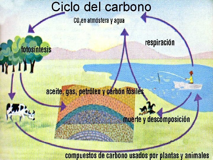 Ciclos Biogeoqumicos Ciclo del Agua Ciclo del carbono