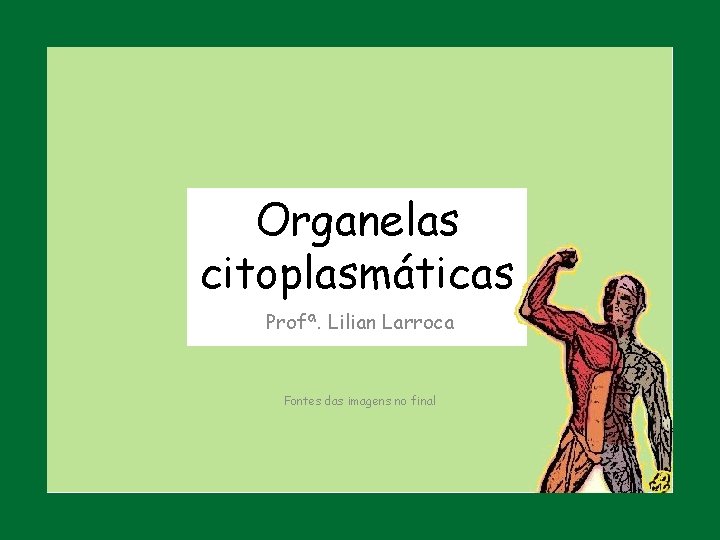 Organelas citoplasmáticas Profª. Lilian Larroca Fontes das imagens no final 