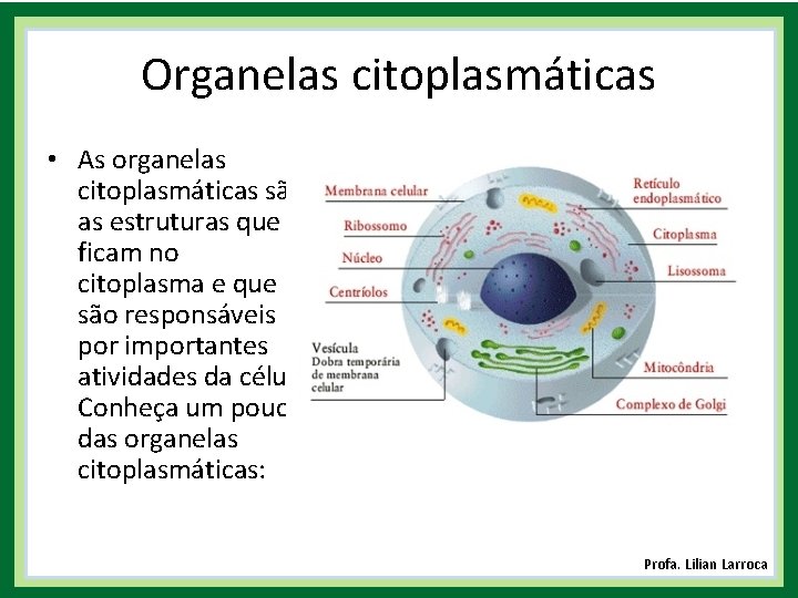 Organelas citoplasmáticas • As organelas citoplasmáticas são as estruturas que ficam no citoplasma e