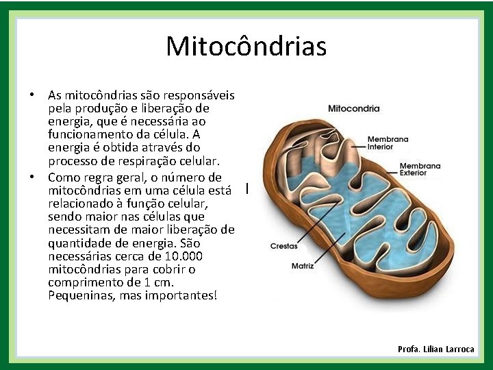 Mitocôndrias • As mitocôndrias são responsáveis pela produção e liberação de energia, que é