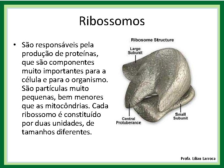 Ribossomos • São responsáveis pela produção de proteínas, que são componentes muito importantes para