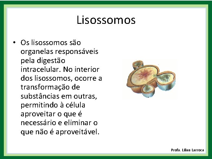 Lisossomos • Os lisossomos são organelas responsáveis pela digestão intracelular. No interior dos lisossomos,