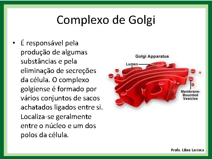 Complexo de Golgi • É responsável pela produção de algumas substâncias e pela eliminação