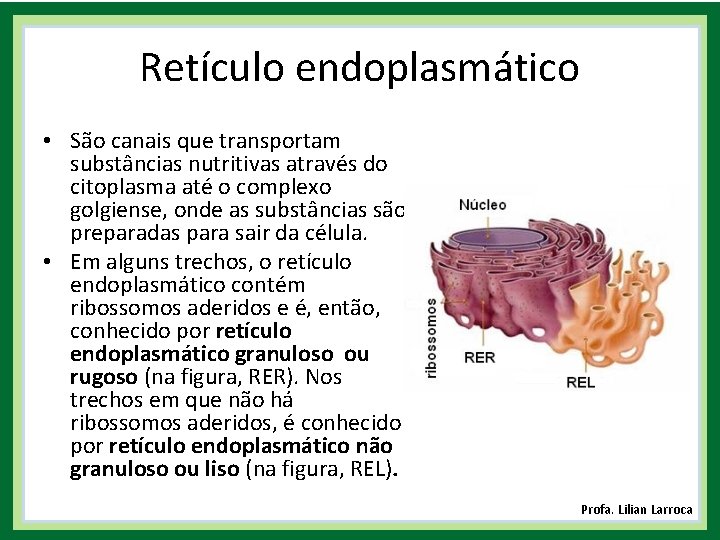 Retículo endoplasmático • São canais que transportam substâncias nutritivas através do citoplasma até o