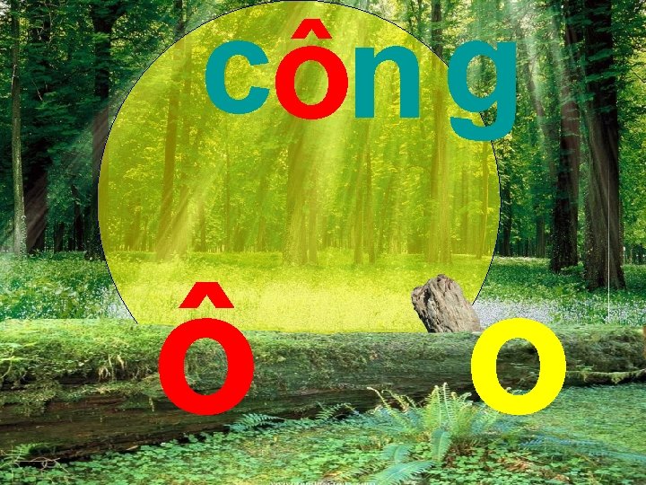 côn g ô o 