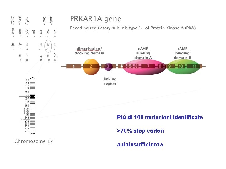 Più di 100 mutazioni identificate >70% stop codon aploinsufficienza 