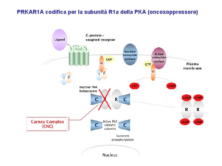 PRKAR 1 A codifica per la subunità R 1 a della PKA (oncosoppressore) 