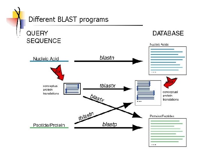 Different BLAST programs 
