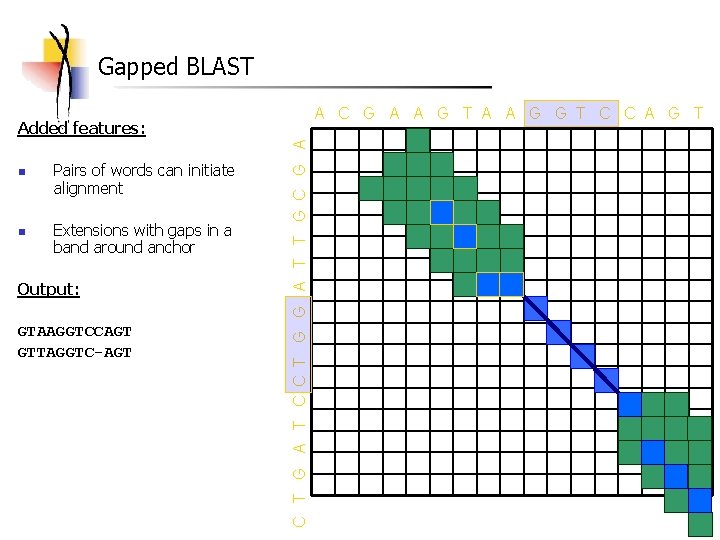 Gapped BLAST A C G A A G T A A G G T