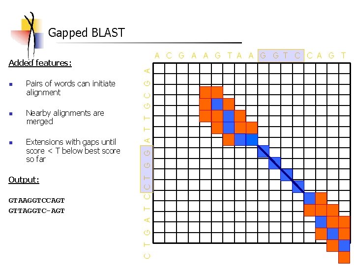 Gapped BLAST A C G A A G T A A G G T