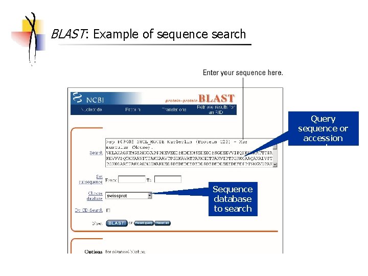 BLAST: Example of sequence search Query sequence or accession number Sequence database to search