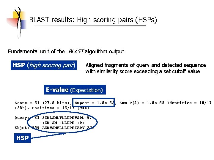 BLAST results: High scoring pairs (HSPs) Fundamental unit of the BLAST algorithm output HSP