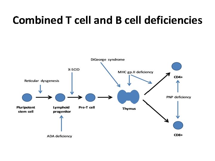 Combined T cell and B cell deficiencies 