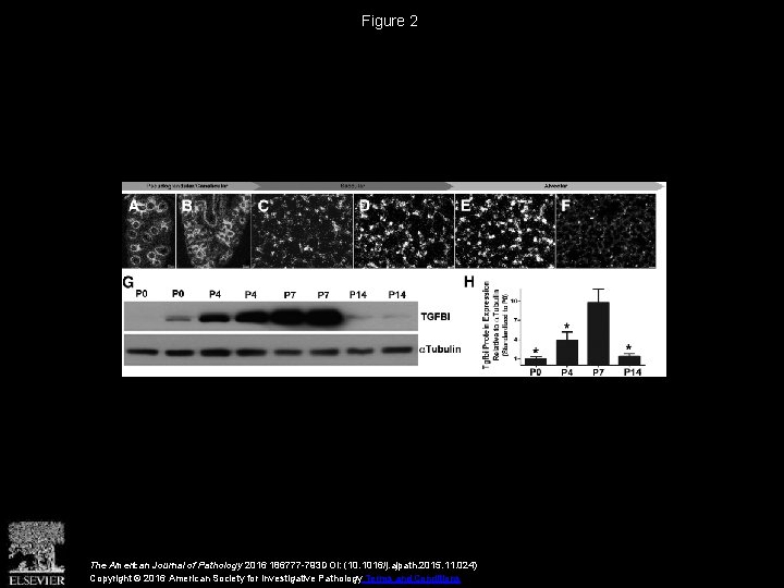 Figure 2 The American Journal of Pathology 2016 186777 -793 DOI: (10. 1016/j. ajpath.