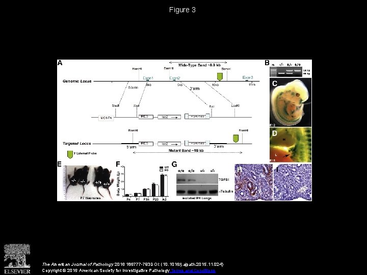 Figure 3 The American Journal of Pathology 2016 186777 -793 DOI: (10. 1016/j. ajpath.