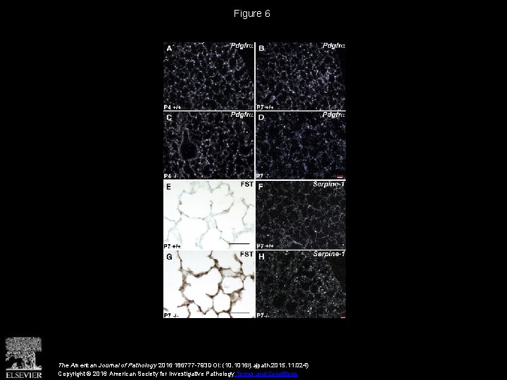 Figure 6 The American Journal of Pathology 2016 186777 -793 DOI: (10. 1016/j. ajpath.
