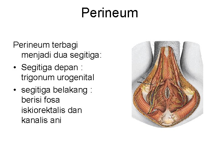 Perineum terbagi menjadi dua segitiga: • Segitiga depan : trigonum urogenital • segitiga belakang