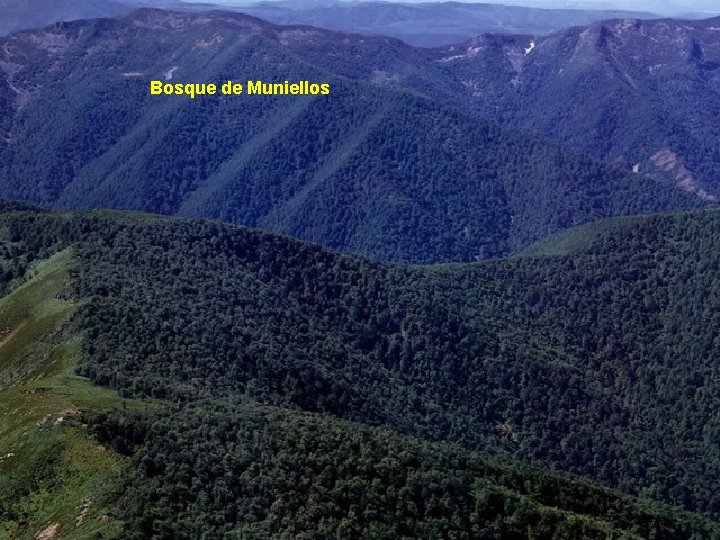 Bosque de Muniellos 
