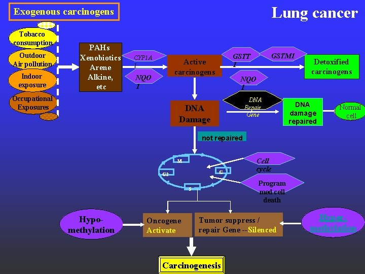 Lung cancer Exogenous carcinogens Tobacco consumption Outdoor Air pollution Indoor exposure PAHs Xenobiotics Arene