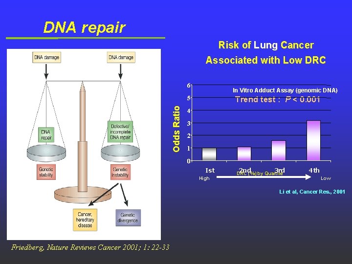 DNA repair Risk of Lung Cancer Associated with Low DRC 6 In Vitro Adduct