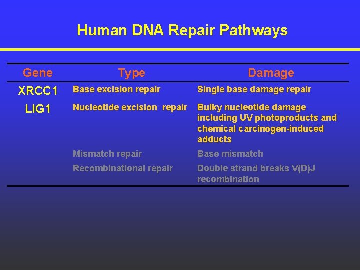 Human DNA Repair Pathways Gene XRCC 1 LIG 1 Type Damage Base excision repair Human DNA Repair Pathways Gene XRCC 1 LIG 1 Type Damage Base excision repair