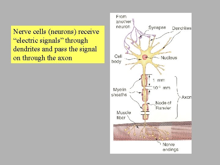 Nerve cells (neurons) receive “electric signals” through dendrites and pass the signal on through