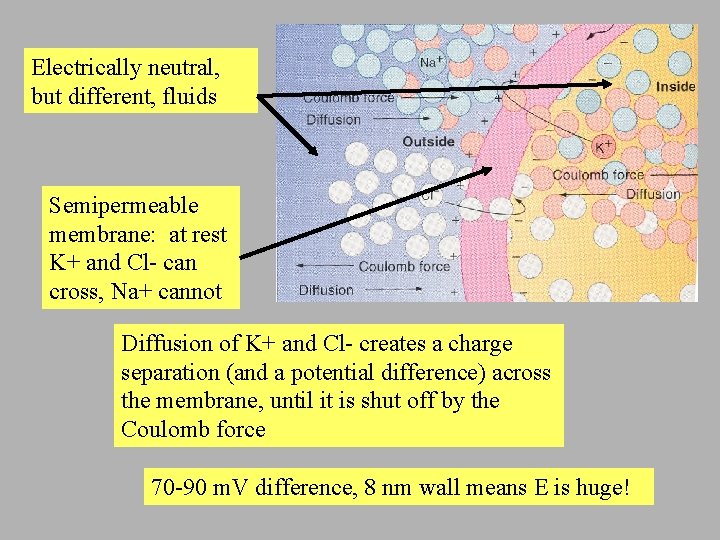 Electrically neutral, but different, fluids Semipermeable membrane: at rest K+ and Cl- can cross,