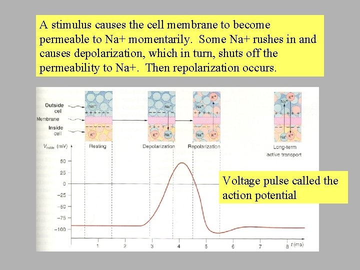 A stimulus causes the cell membrane to become permeable to Na+ momentarily. Some Na+