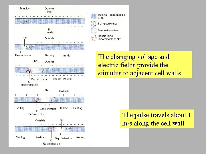 The changing voltage and electric fields provide the stimulus to adjacent cell walls The