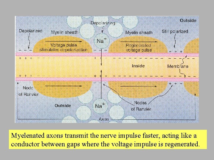 Myelenated axons transmit the nerve impulse faster, acting like a conductor between gaps where
