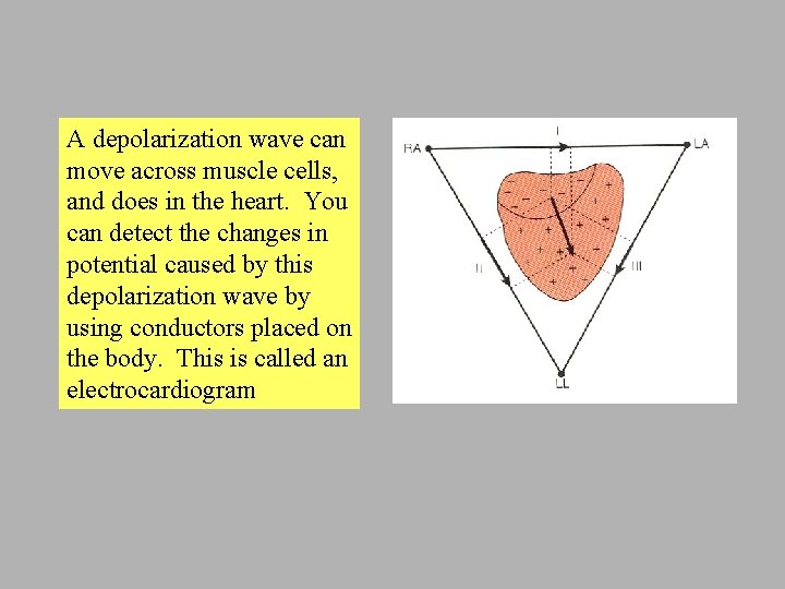 A depolarization wave can move across muscle cells, and does in the heart. You