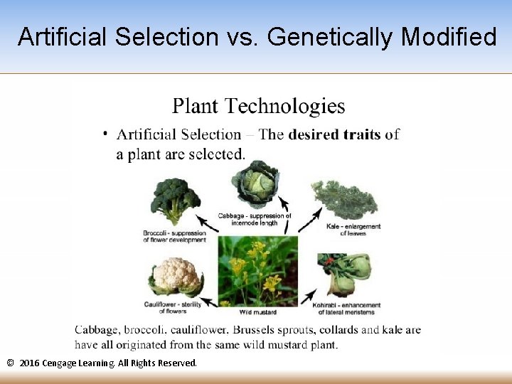 Artificial Selection vs. Genetically Modified © 2016 Cengage Learning. All Rights Reserved. 