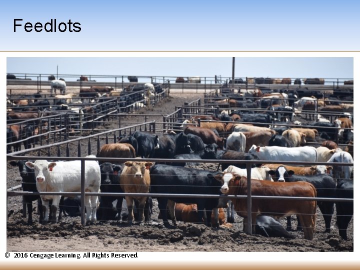 Feedlots © 2016 Cengage Learning. All Rights Reserved. 