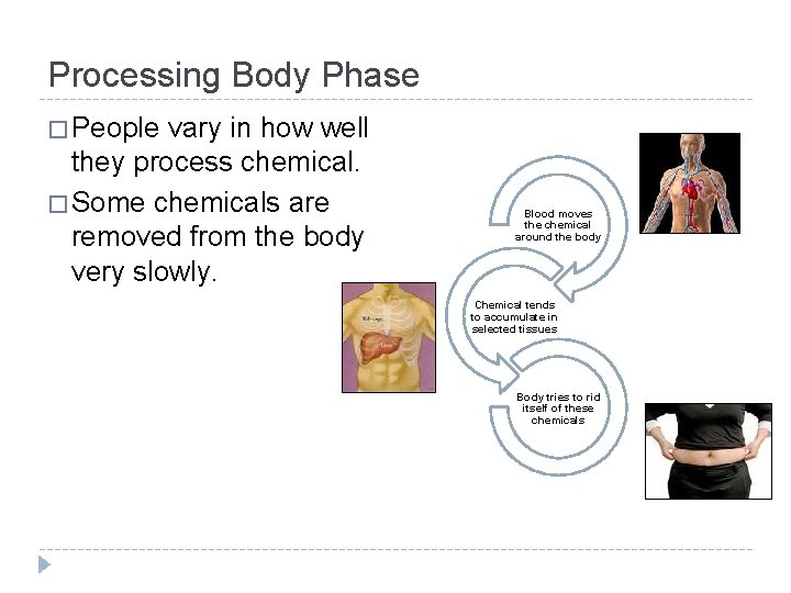 Processing Body Phase � People vary in how well they process chemical. � Some