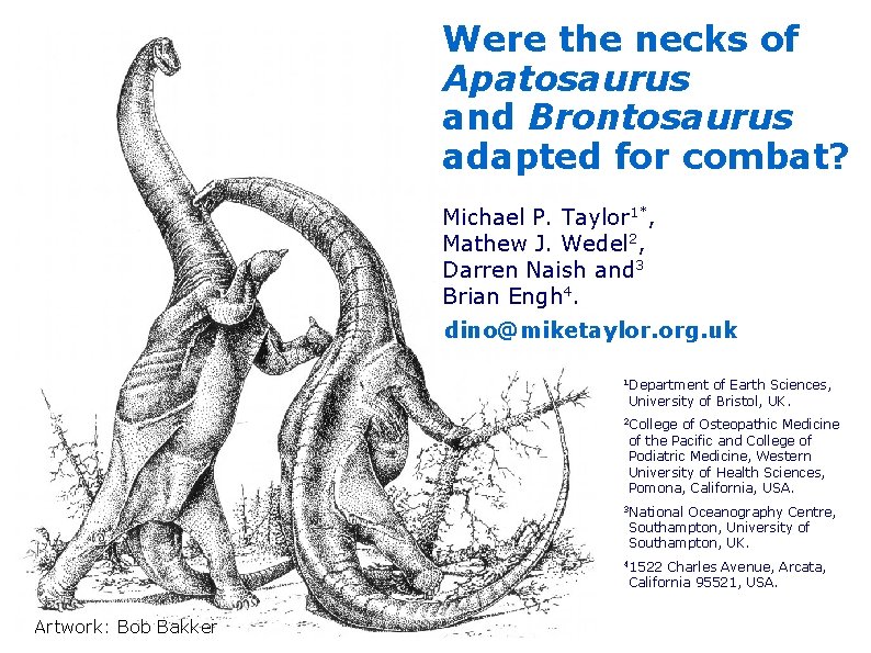 Were the necks of Apatosaurus and Brontosaurus adapted for combat? Michael P. Taylor 1*,