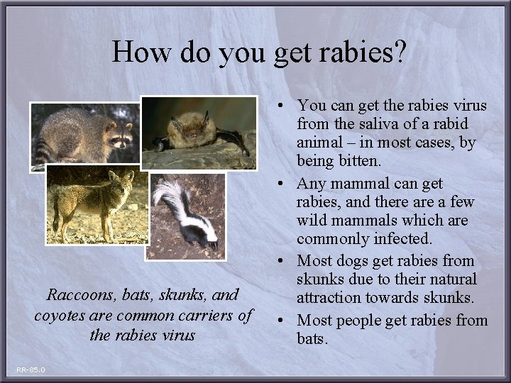 How do you get rabies? Raccoons, bats, skunks, and coyotes are common carriers of