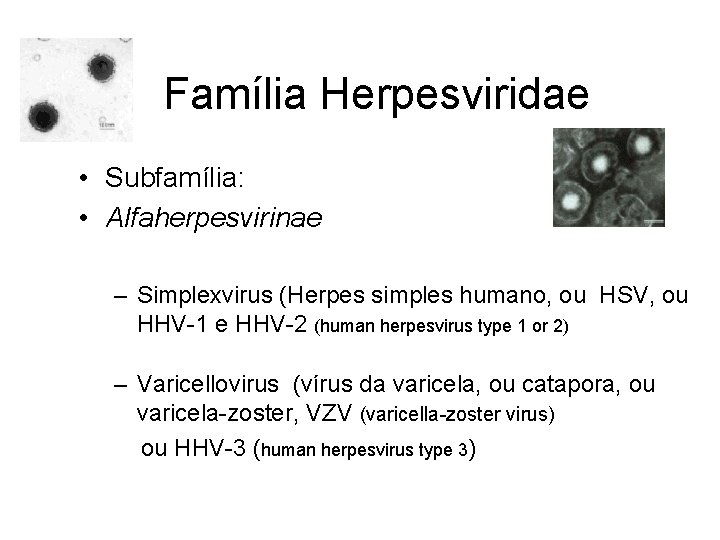 Família Herpesviridae • Subfamília: • Alfaherpesvirinae – Simplexvirus (Herpes simples humano, ou HSV, ou