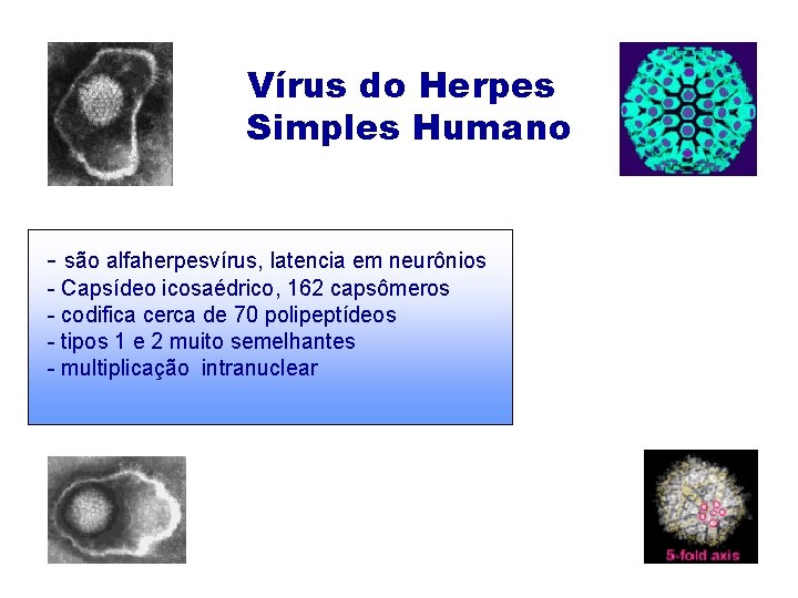 Vírus do Herpes Simples Humano - são alfaherpesvírus, latencia em neurônios - Capsídeo icosaédrico,