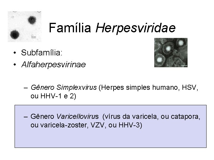 Família Herpesviridae • Subfamília: • Alfaherpesvirinae – Gênero Simplexvirus (Herpes simples humano, HSV, ou