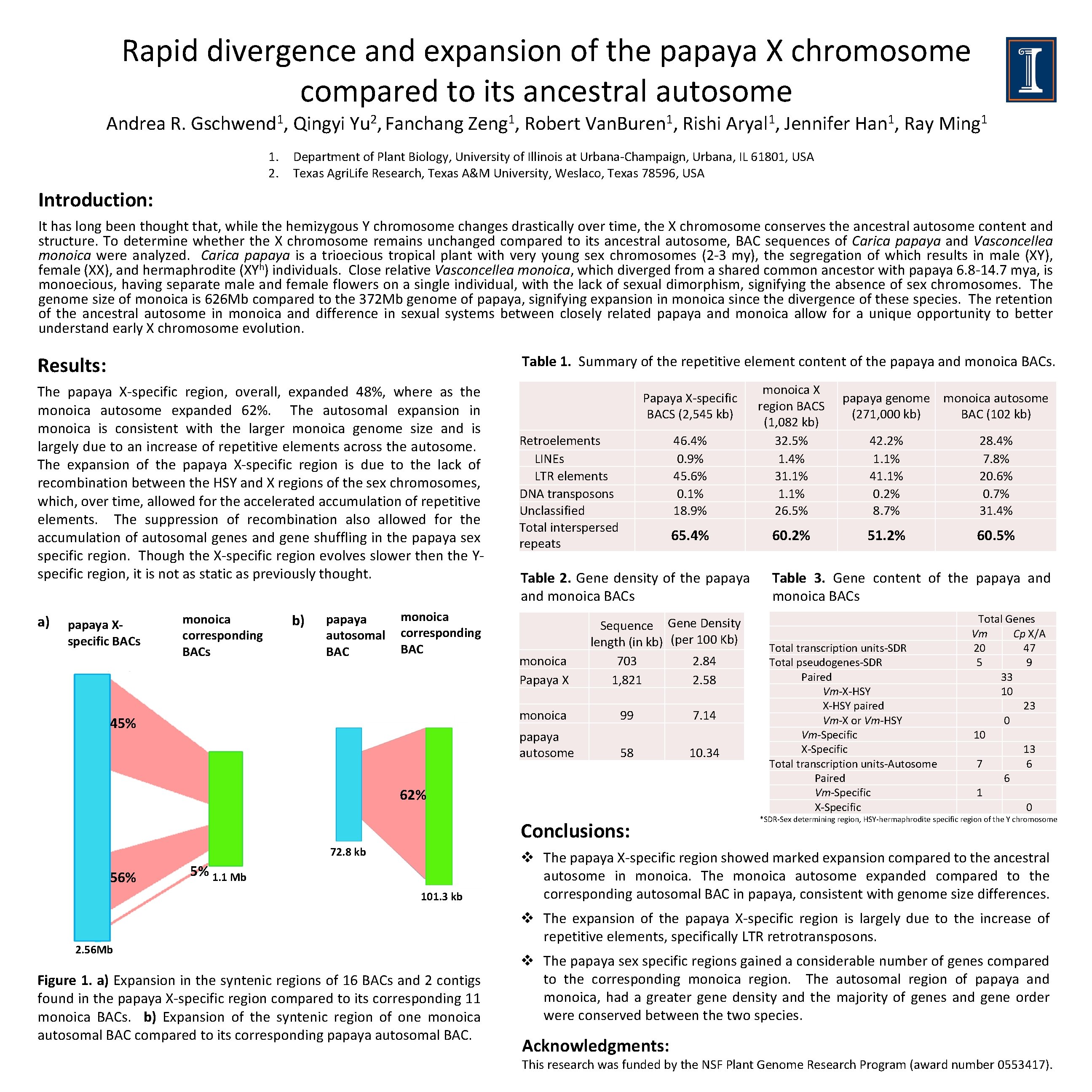 Rapid divergence and expansion of the papaya X chromosome compared to its ancestral autosome