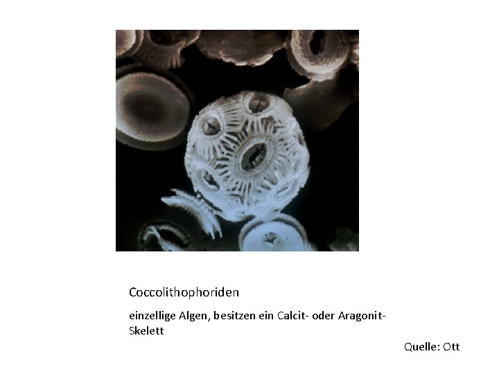 Coccolithophoriden einzellige Algen, besitzen ein Calcit- oder Aragonit. Skelett Quelle: Ott 