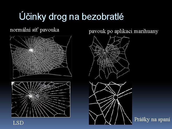 Účinky drog na bezobratlé normální síť pavouka LSD pavouk po aplikaci marihuany Prášky na